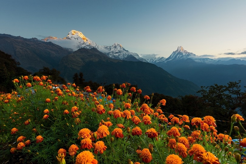 Flowers in valley - Nepal