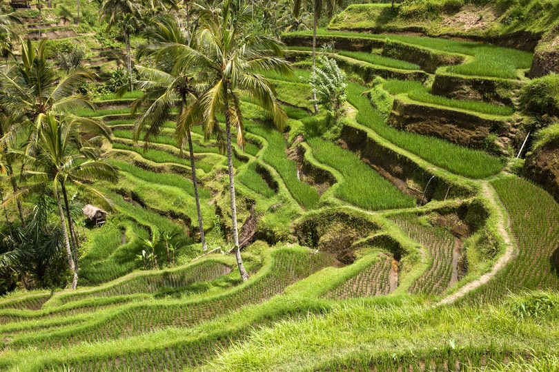 Terraced Rice Fields Bali