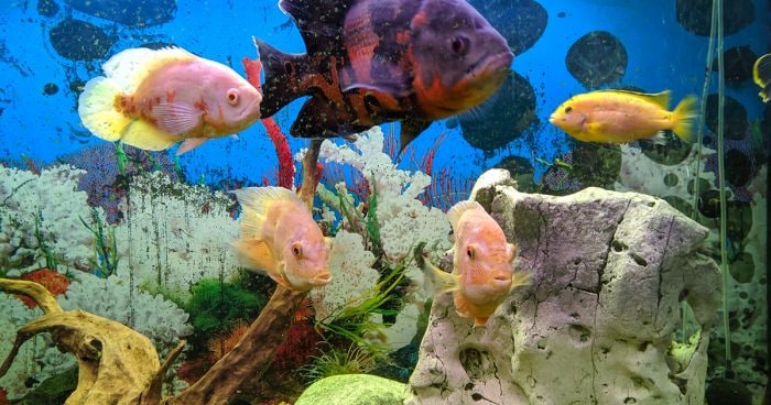 Best Aquariums in Houston 