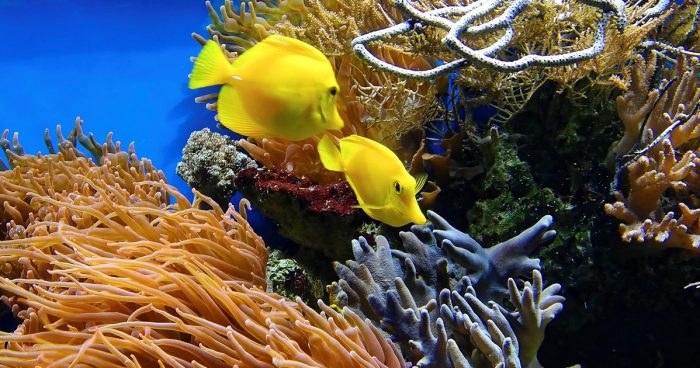 Best Aquariums in Houston