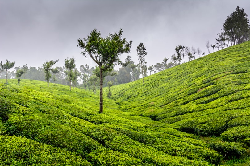 Munnar in Winter 