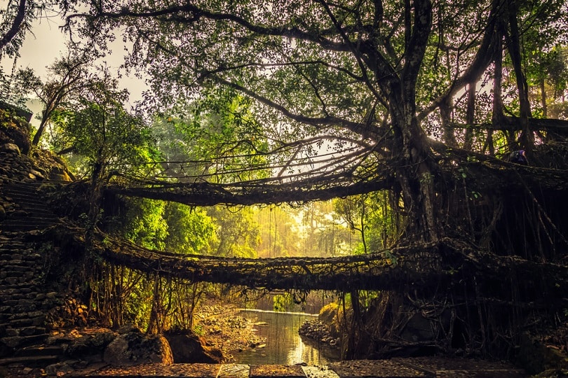 Living Roots Bridge