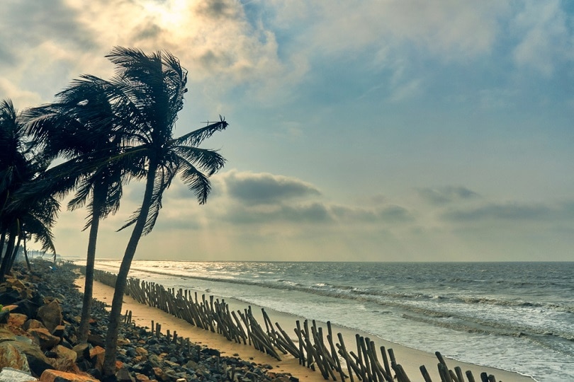 Coconut trees at Shankarpur beach