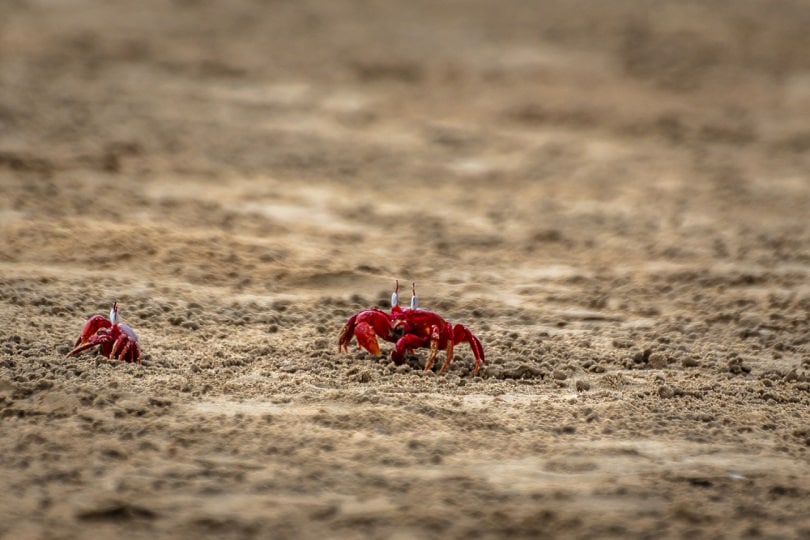 Red Crabs at Mardami Beach