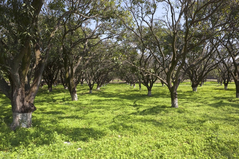 Bandhavgarh National Park