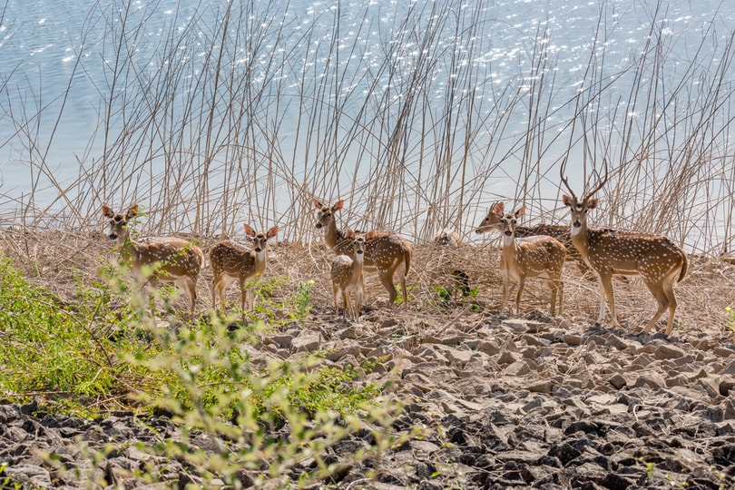 Gir National Park