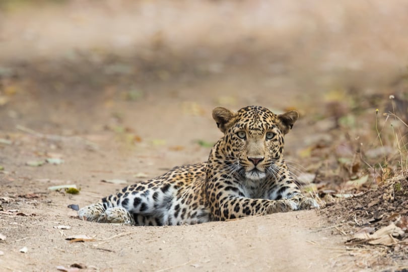 Gir National Park