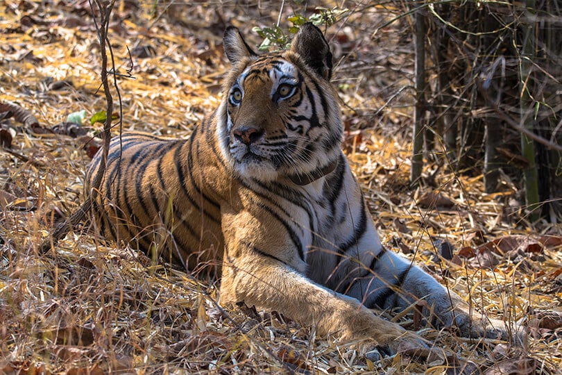 Satpura-National-Park