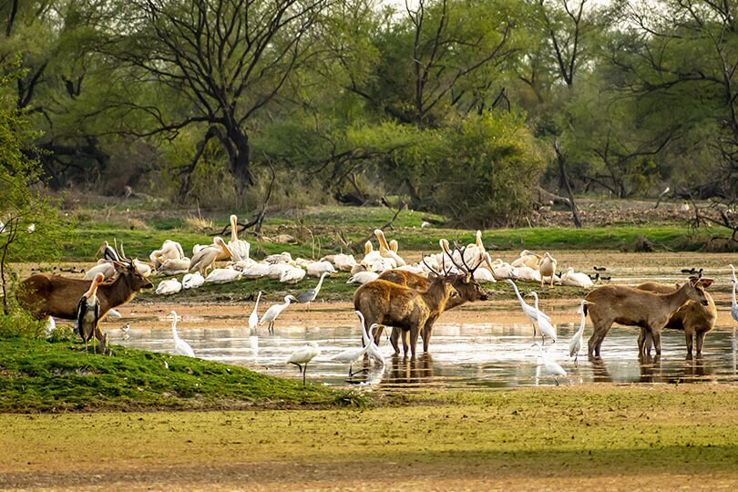 Bharatpur